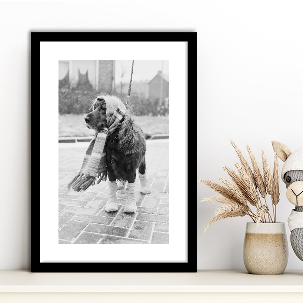 Dog Dressed for Winter Funny Vintage Animal Photo Black and White Art, Framed Art Print White Border Wall Decor