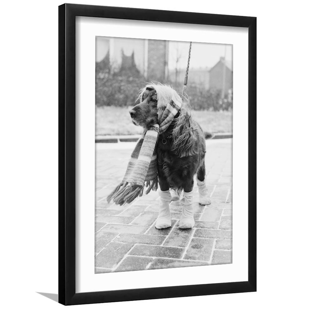 Dog Dressed for Winter Funny Vintage Animal Photo Black and White Art, Framed Art Print White Border Wall Decor