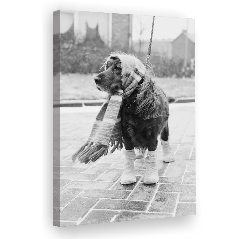 Dog Dressed for Winter Funny Vintage Animal Photo Black and White Art, Canvas Print Wall Art