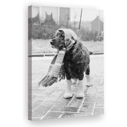 Dog Dressed for Winter Funny Vintage Animal Photo Black and White Art, Canvas Print Wall Art