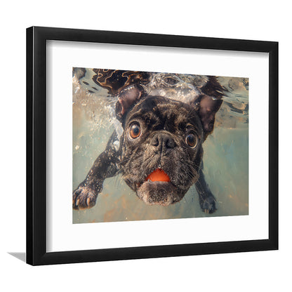 Funny Black Bulldog Underwater, Framed  Print, Painting Art, Framed Art Print White Border Wall Decor