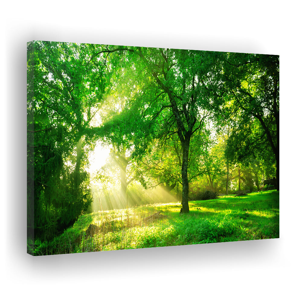 Green forest background with morning sunrise in spring season, Cavas Print Wall Art Hom Decor