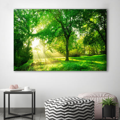 Green forest background with morning sunrise in spring season, Cavas Print Wall Art Hom Decor