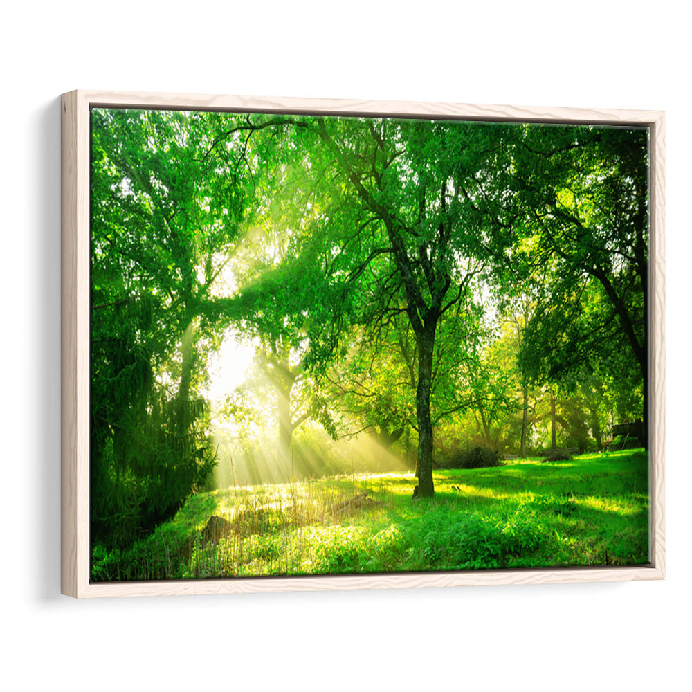 Green Forest Background With Morning Sunrise In Spring Season, Framed Cavas Print, Floating Frame