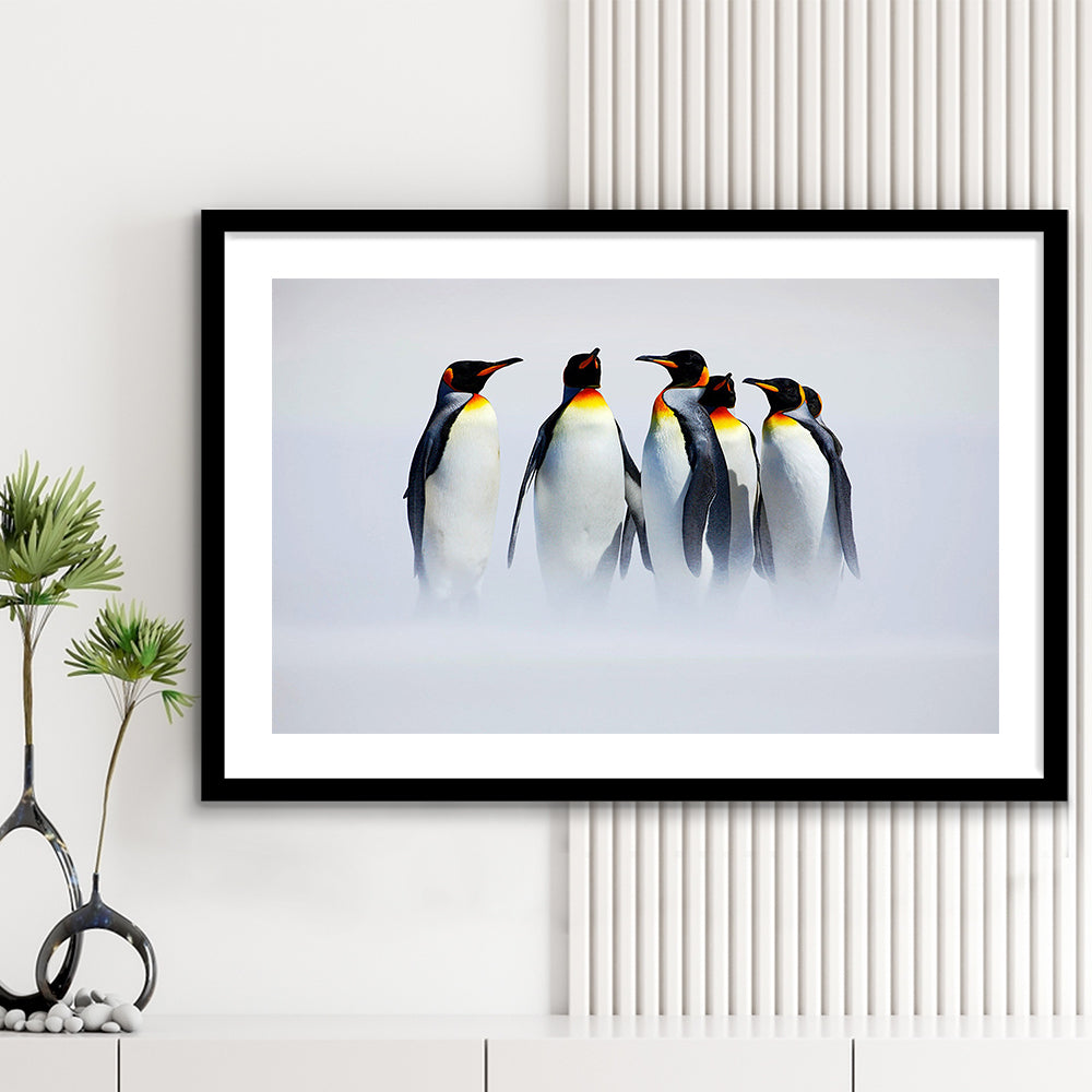 Group Of Six King Penguins Wall Art, Falkland Islands Wall Decor, Antarctica Large, Framed Art Print White Border