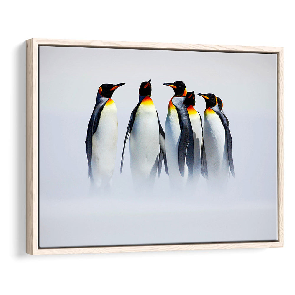 Group Of Six King Penguins Wall Art, Falkland Islands Wall Decor, Framed Cavas Print, Floating Frame