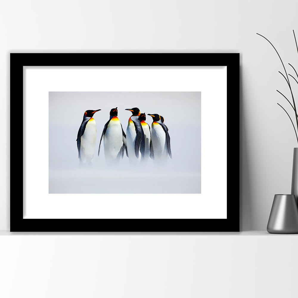 Group Of Six King Penguins Wall Art, Falkland Islands Wall Decor, Antarctica Large, Framed Art Print White Border