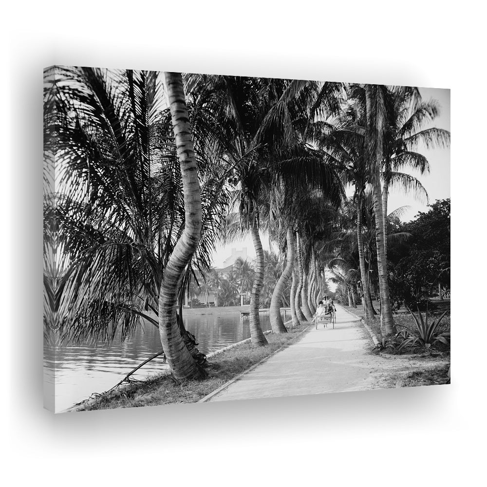 Lakeside Carriage Ride Florida Palm Tree Photo Black and White Art, Canvas Print Wall Art Decor