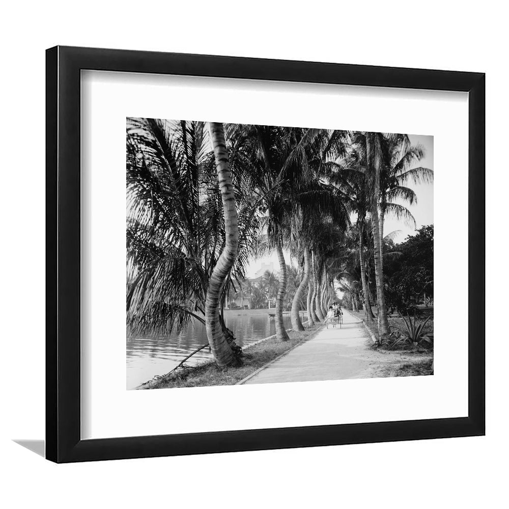 Lakeside Carriage Ride Florida Palm Tree Photo Black and White Art, Framed Art Print White Border Wall Decor