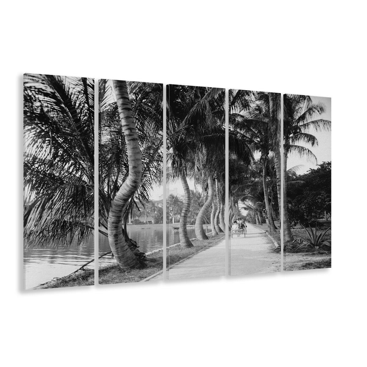 Lakeside Carriage Ride Florida Palm Tree Photo Black and White Art, 5 Pieces Large Canvas Print