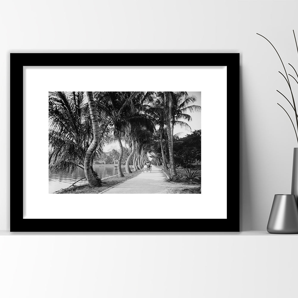 Lakeside Carriage Ride Florida Palm Tree Photo Black and White Art, Framed Art Print White Border Wall Decor