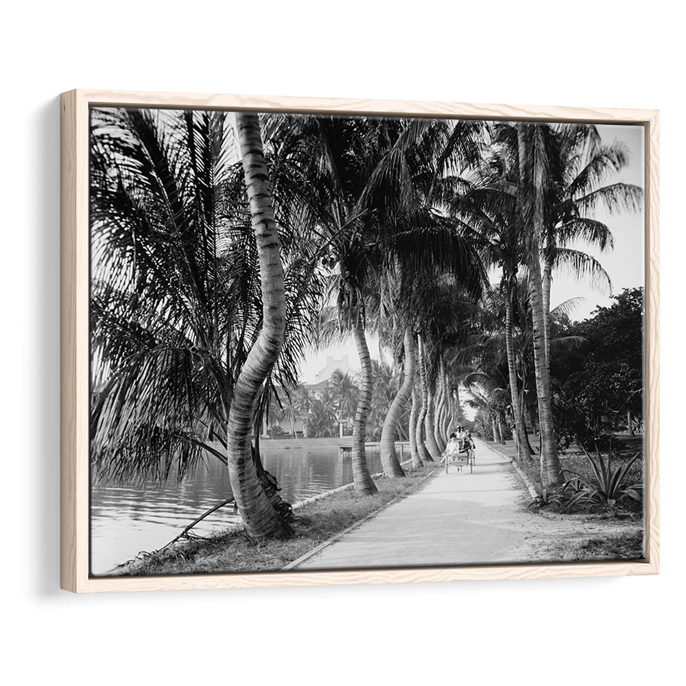 Lakeside Carriage Ride Florida Palm Tree Photo Black and White Art, Floating Framed Canvas Print