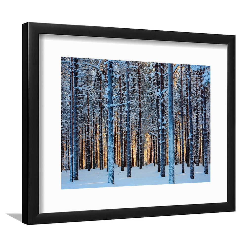 Lapland Woods In Winter At Sunset Kuusamo Finland Large Stretched, Framed Art Print White Border