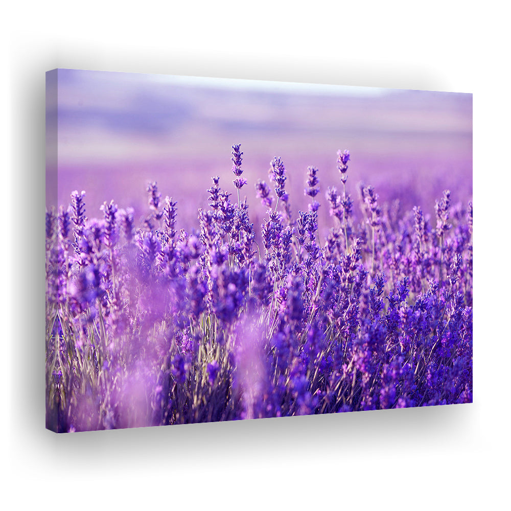 Lavender Field Canvas Print, Lavender Canvas Wall Art, Natural Wall Art Natural Wall Decor, Cavas Print Wall Art Hom Decor