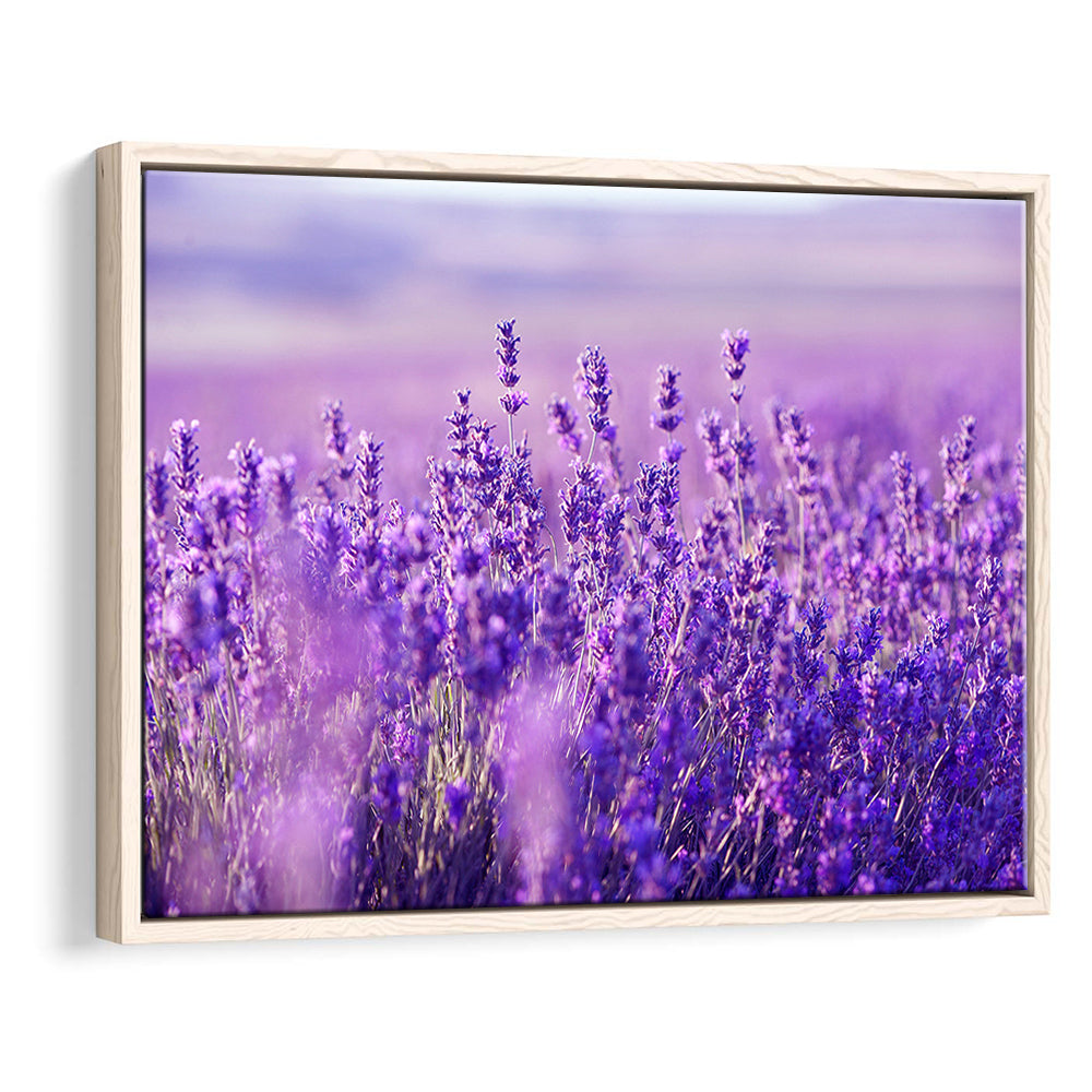 Lavender Field Canvas Print, Lavender Canvas Wall Art, Natural Wall Art Natural, Framed Cavas Print, Floating Frame