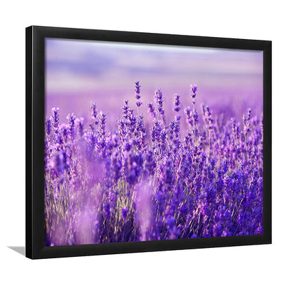 Lavender Field Art Prints, Lavender Art Wall Art, Natural Wall Art Natural Wall Decor, Framed Art Print, Picture Framed