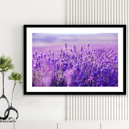 Lavender Field Art Print, Lavender Wall Art, Natural Wall Art Natural Wall Decor, Framed Art Print White Border