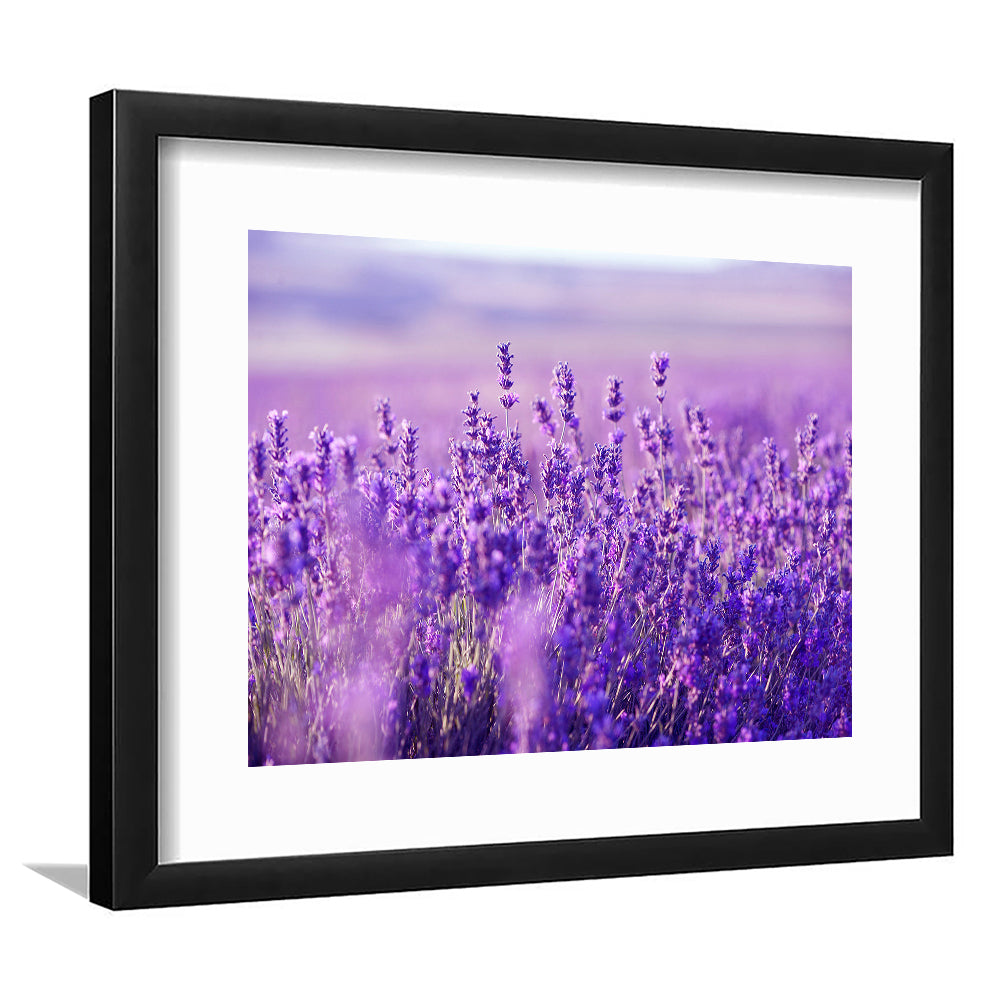 Lavender Field Art Print, Lavender Wall Art, Natural Wall Art Natural Wall Decor, Framed Art Print White Border
