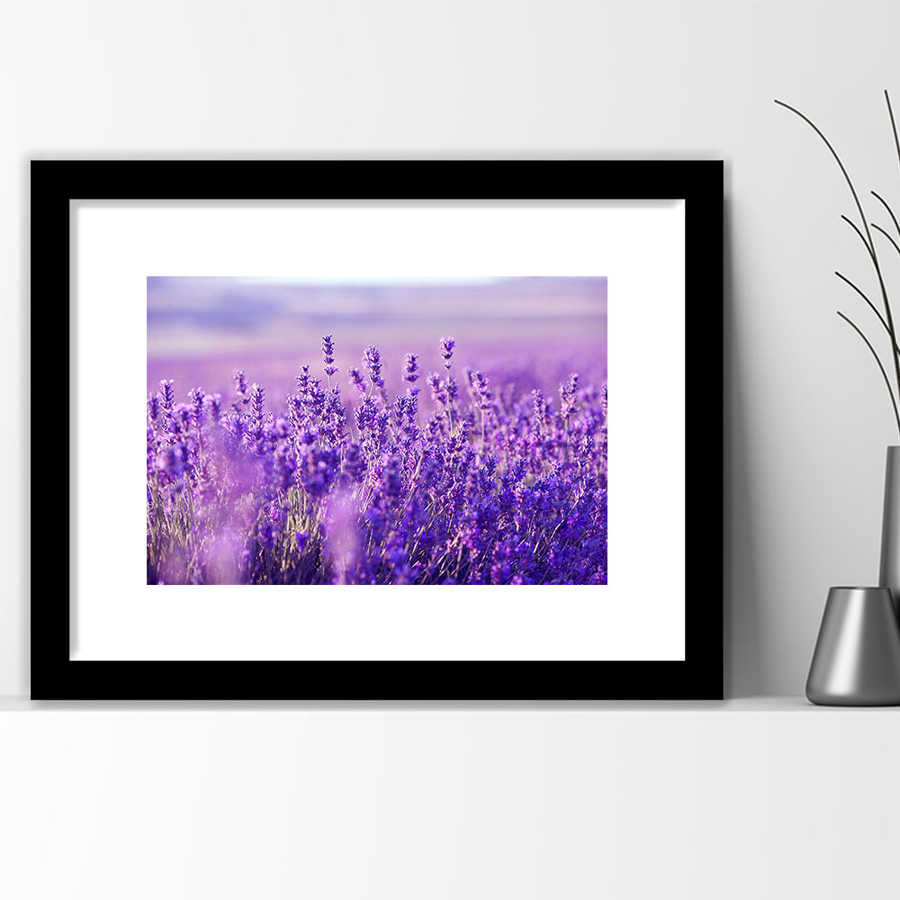 Lavender Field Art Print, Lavender Wall Art, Natural Wall Art Natural Wall Decor, Framed Art Print White Border
