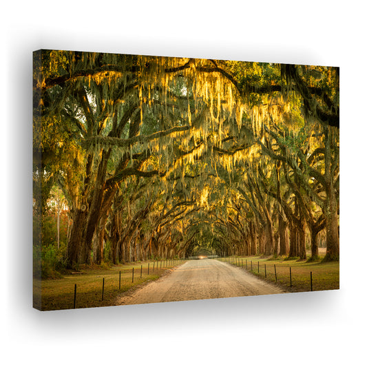 Live oaks and Spanish moss along a dirt road, Cavas Print Wall Art Hom Decor