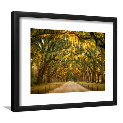Live Oaks And Spanish Moss Along A Dirt Road, Framed Art Print White Border