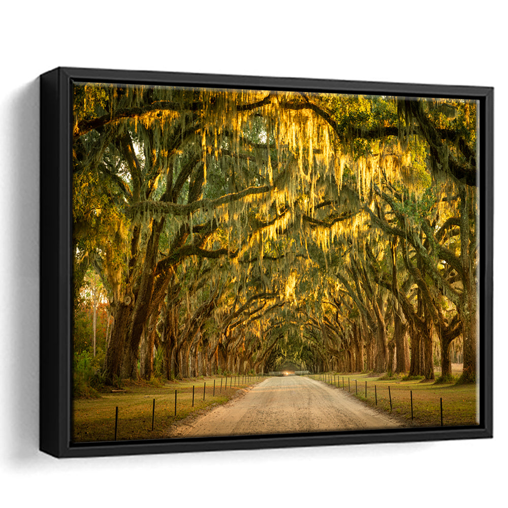 Live Oaks And Spanish Moss Along A Dirt Road, Framed Cavas Print, Floating Frame
