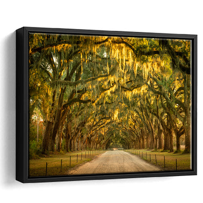 Live Oaks And Spanish Moss Along A Dirt Road, Framed Cavas Print, Floating Frame