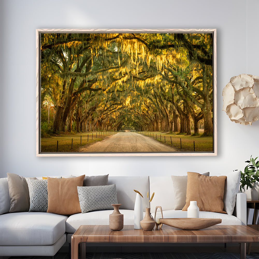 Live Oaks And Spanish Moss Along A Dirt Road, Framed Cavas Print, Floating Frame