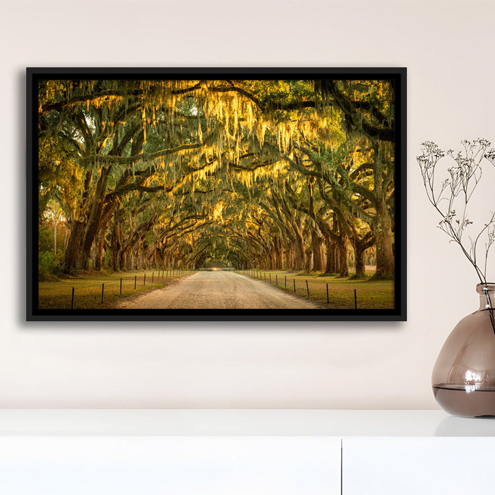 Live Oaks And Spanish Moss Along A Dirt Road, Framed Cavas Print, Floating Frame