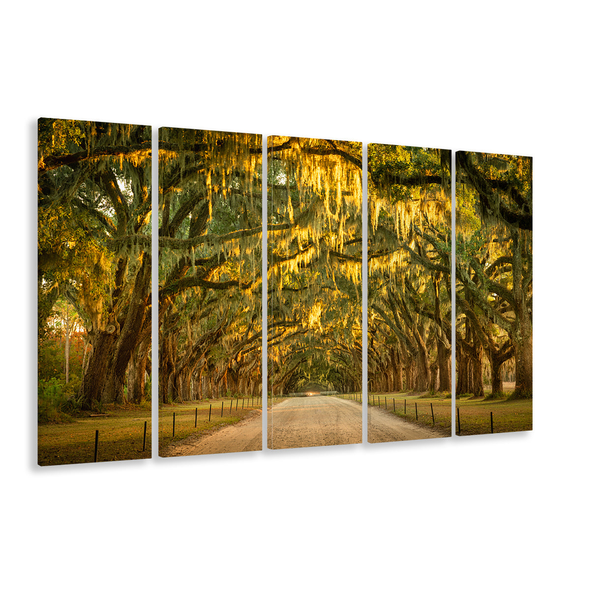 Live oaks and Spanish moss along a dirt road, 5 Piece B Extra Large Cavas Print Wall Art Decor