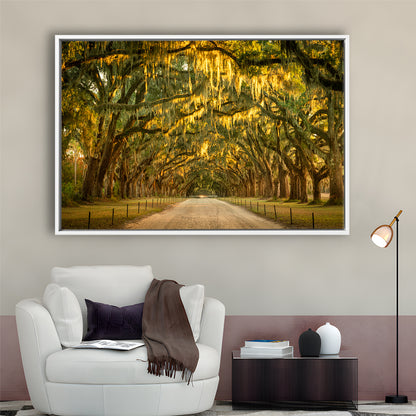 Live Oaks And Spanish Moss Along A Dirt Road, Framed Cavas Print, Floating Frame