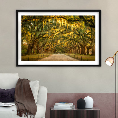 Live Oaks And Spanish Moss Along A Dirt Road, Framed Art Print White Border