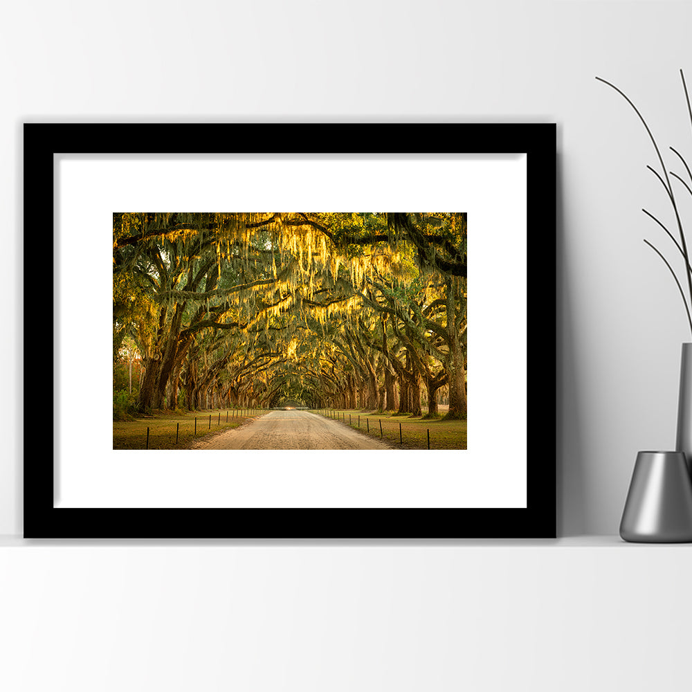 Live Oaks And Spanish Moss Along A Dirt Road, Framed Art Print White Border
