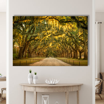 Live oaks and Spanish moss along a dirt road, Cavas Print Wall Art Hom Decor