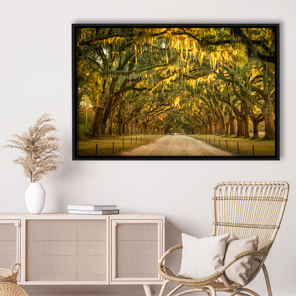 Live Oaks And Spanish Moss Along A Dirt Road, Framed Cavas Print, Floating Frame