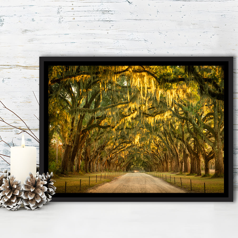 Live Oaks And Spanish Moss Along A Dirt Road, Framed Cavas Print, Floating Frame