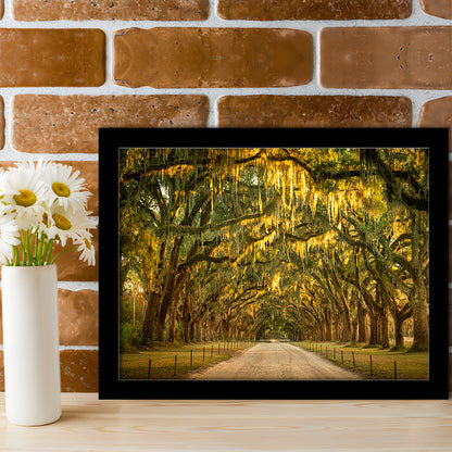 Live Oaks And Spanish Moss Along A Dirt Road, Framed Art Print, Picture Framed