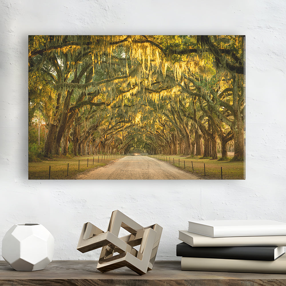 Live oaks and Spanish moss along a dirt road, Cavas Print Wall Art Hom Decor