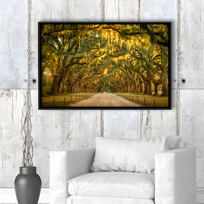 Live Oaks And Spanish Moss Along A Dirt Road, Framed Cavas Print, Floating Frame