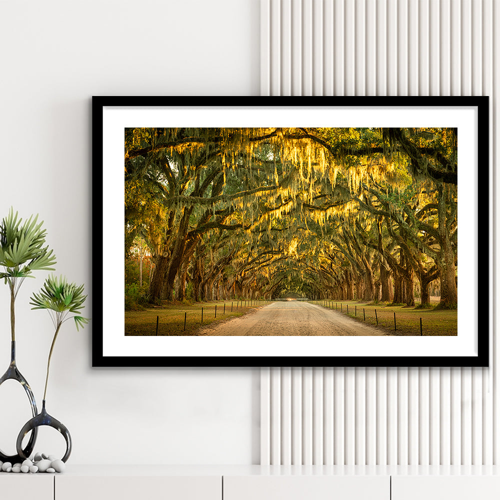 Live Oaks And Spanish Moss Along A Dirt Road, Framed Art Print White Border