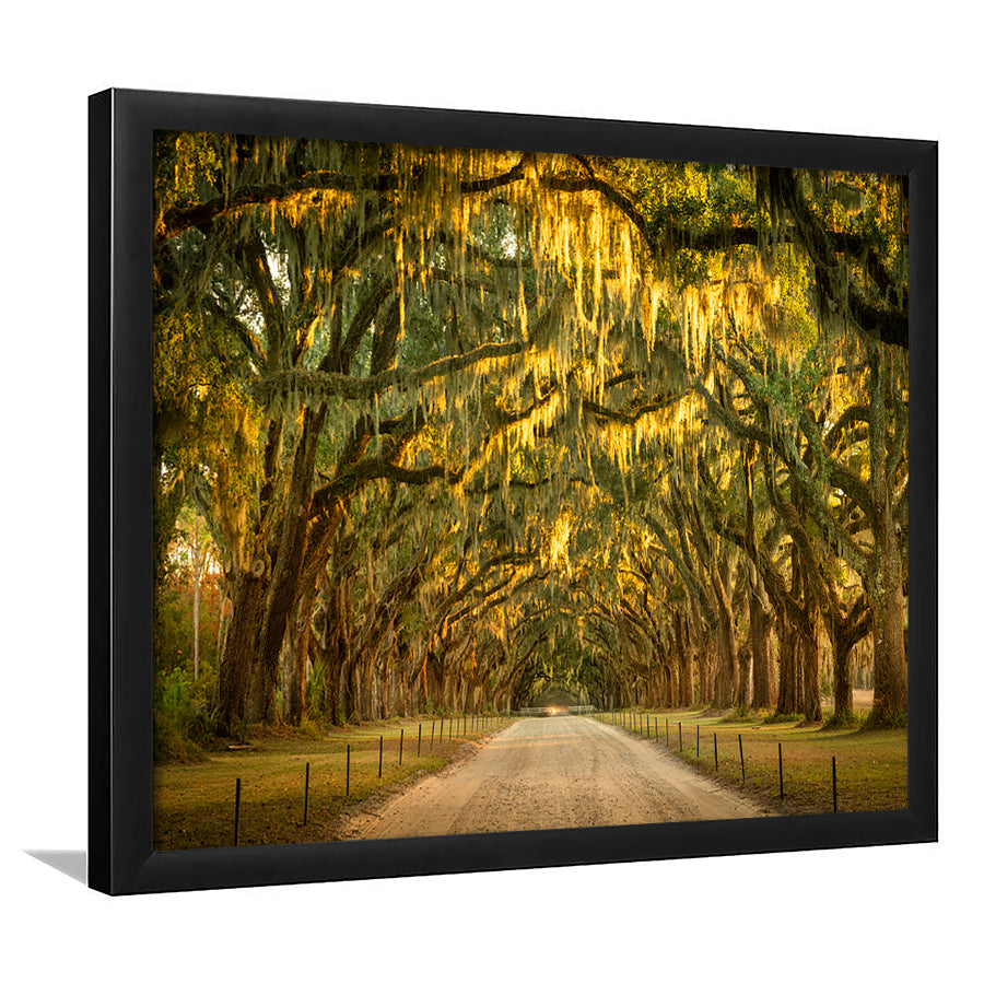 Live Oaks And Spanish Moss Along A Dirt Road, Framed Art Print, Picture Framed