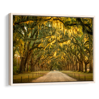 Live Oaks And Spanish Moss Along A Dirt Road, Framed Cavas Print, Floating Frame