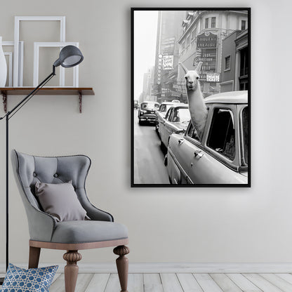 Llama in Times Square New York Framed Canvas Print Wall Art, Black and White, Funny Animal