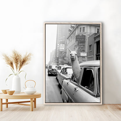 Llama in Times Square New York Framed Canvas Print Wall Art, Black and White, Funny Animal