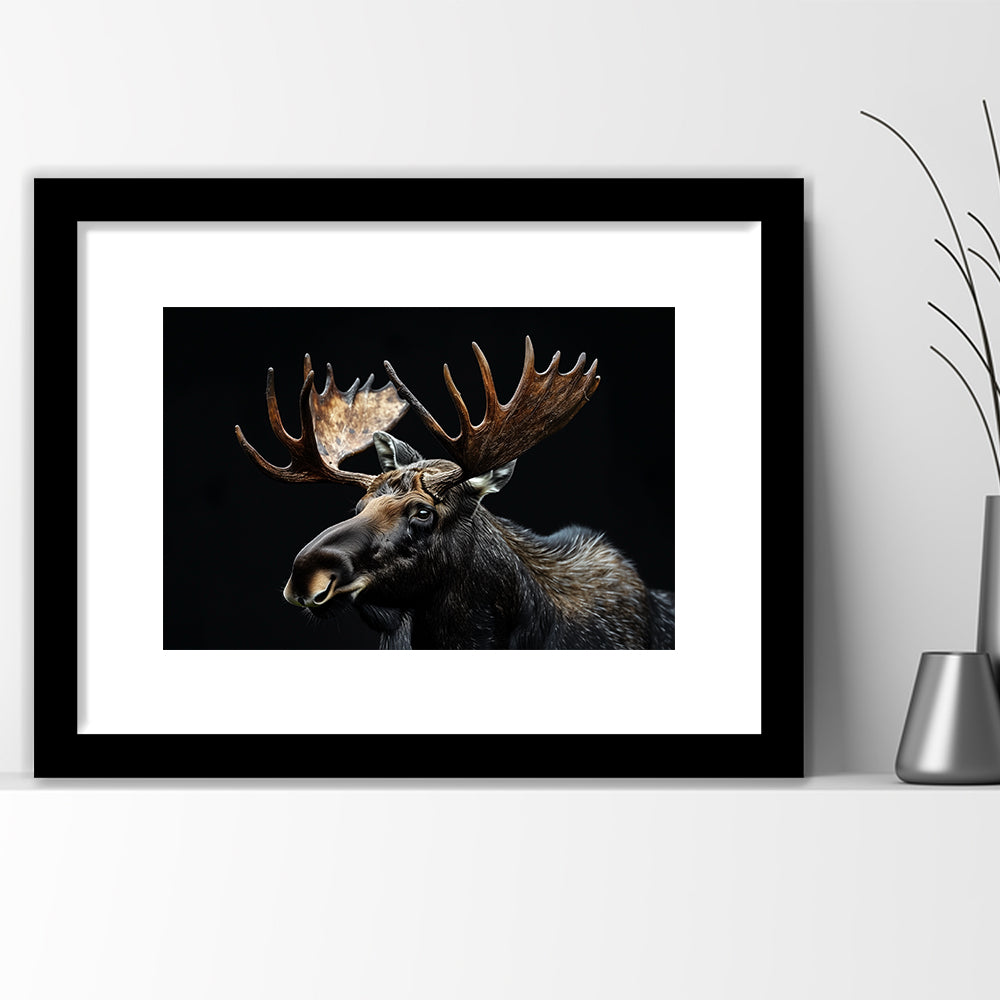 Moose Portrait With Black Background, Hunting Art Decor, Framed Art Print White Border Wall Decor