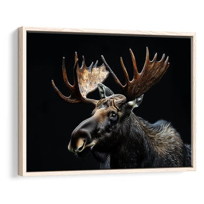 Moose Portrait With Black Background, Hunting Art Decor, Floating Framed Canvas Print Wall Art