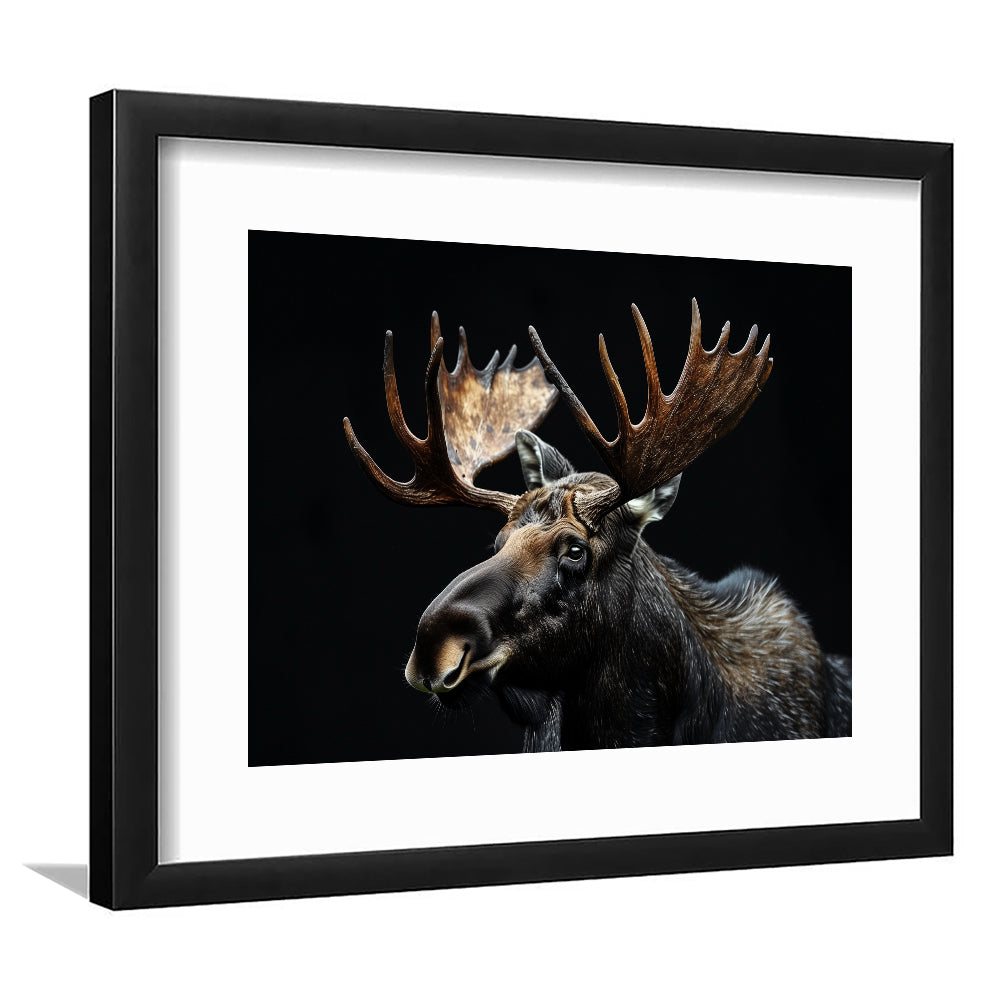 Moose Portrait With Black Background, Hunting Art Decor, Framed Art Print White Border Wall Decor