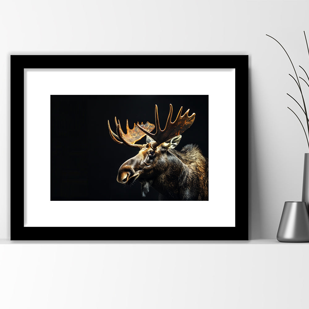 Moose Portrait With Black Background, Hunting Art Decor V1, Framed Art Print White Border Wall Decor
