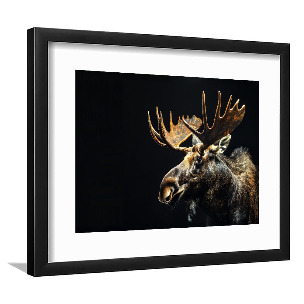 Moose Portrait With Black Background, Hunting Art Decor V1, Framed Art Print White Border Wall Decor