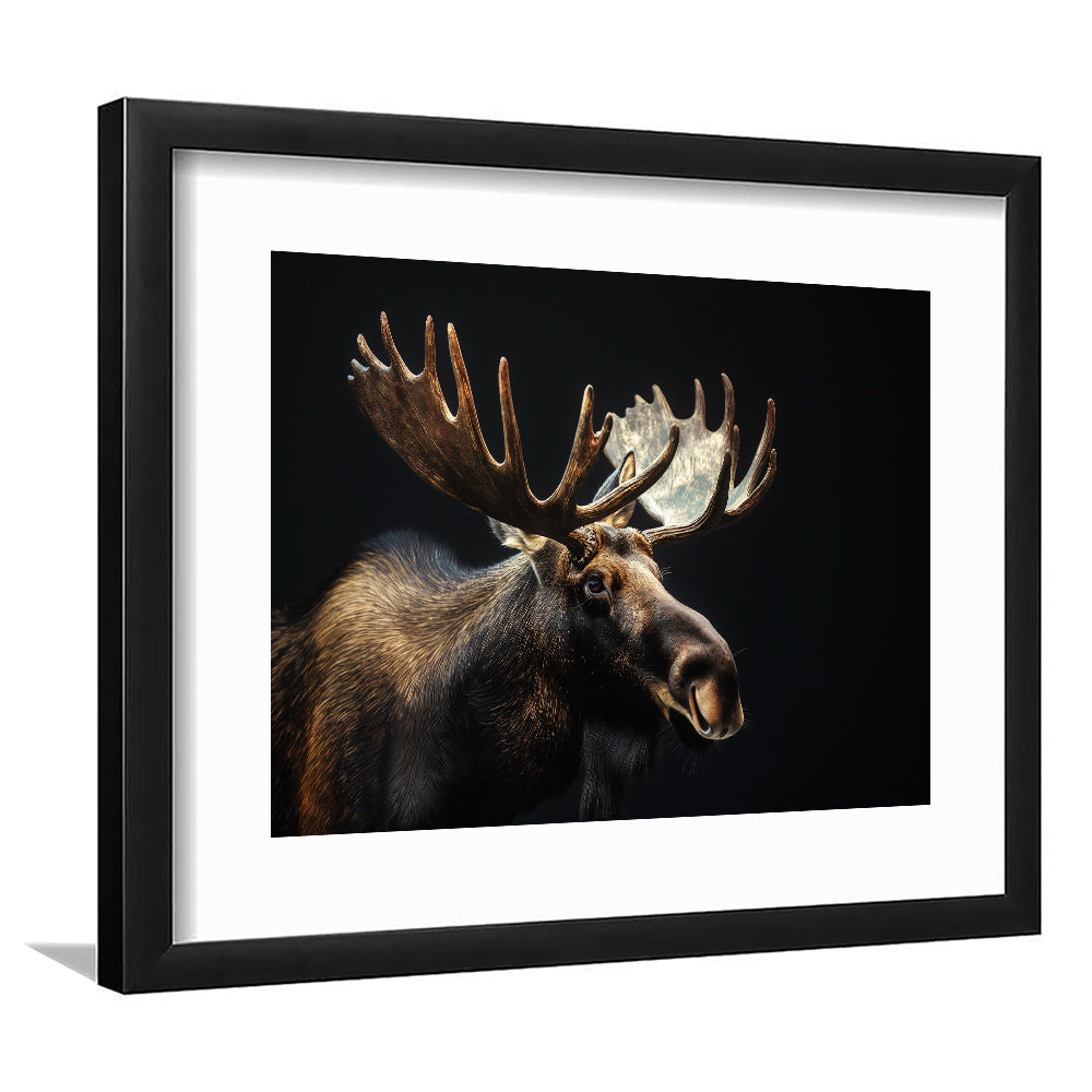 Moose Portrait With Black Background, Hunting Art Decor V2, Framed Art Print White Border Wall Decor